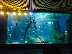 -锦艺城海洋馆