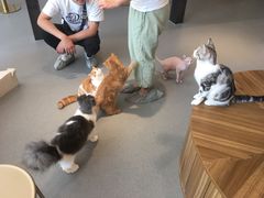 -飞行喵MR PILOT|猫舍·猫咖(静安大融城店)