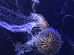 -青岛海底世界-水族馆