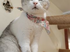 -共舞时光猫咖·狗咖(新街口店)