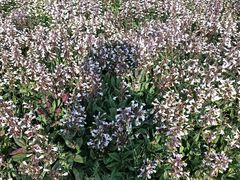 -汉长安城未央宫国家考古遗址公园