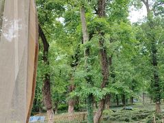 -野蔓果·山野菜(西湖景区·龙井茶田店)