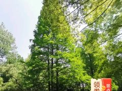 -上海共青森林公园