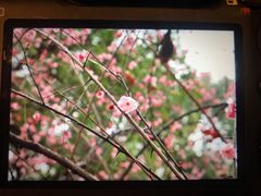 -武汉大学-樱园