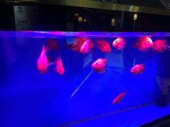 -蜀锦堂·川味现炒(襄阳武商汇店)