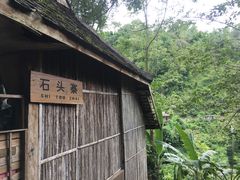 -西双版纳原始森林公园