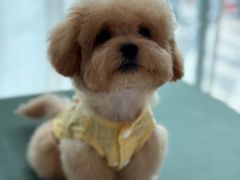 -帕帕拉兹宠物(亚洲旗舰店)