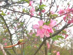 -天适樱花悠乐园