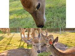 -华海酒店(茂名高铁站店)