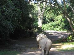 -奥兰多迪士尼动物王国乐园