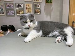 -藏猫猫咖啡主题馆(中央大道店)