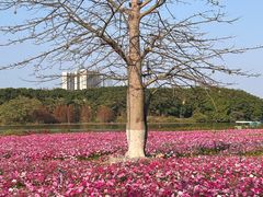 -海珠湖公园