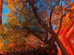 -豫园