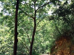 -大岭沟猕猴桃谷风景区
