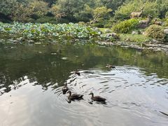 -杭州植物园