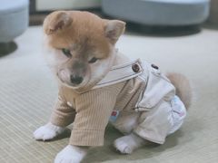 -逗柴咖啡屋·狗咖猫咖宠物桌游