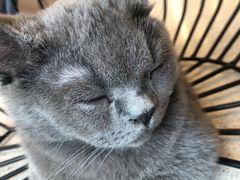 -飞行喵MR PILOT|猫舍·猫咖(静安大融城店)