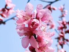 -顾村公园
