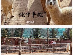 -青藏高原野生动物园