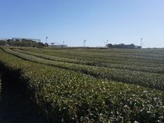 -雪绿茶博物馆