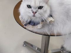 -共舞时光猫咖·狗咖(新街口店)
