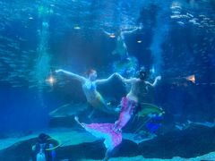-海合安成都极地海洋公园