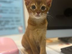 -御宝贝·A梦猫科宠物医院(国际猫友好医院)