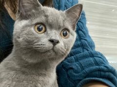 -瑞派名望志远动物医院·猫科·內科·异宠专科(直港大道店)