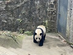 -都江堰中华大熊猫苑
