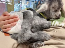 -M·X Nail日式美甲美睫