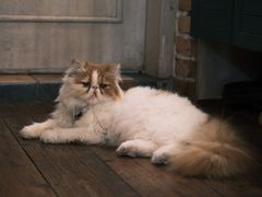 -豌豆小院咖啡馆