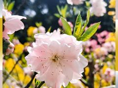 -南汇桃花村