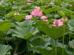 书画院荷花池-玉佛苑