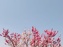 -洛龙公园
