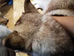 -Husky Go! 哈士奇体验馆·宠物咖啡厅狗咖