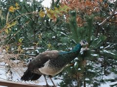-西霞口神雕山野生动物世界
