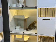 -十月米努特矮脚猫舍