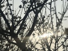 -香雪海