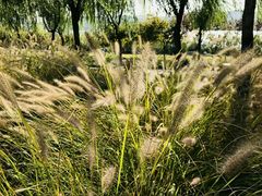 -永定河休闲森林公园