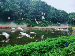 -广州长隆飞鸟乐园