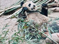 -都江堰中华大熊猫苑