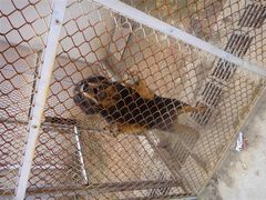 -青藏高原野生动物园