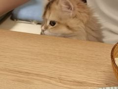 -中农国际动物医院24小时·猫科·骨科·急重症中心