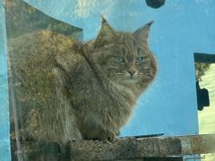 -青藏高原野生动物园