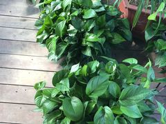 -绿雅居原生态农庄(小涌店)