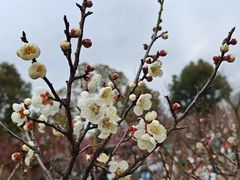 -梅花山(明孝陵内)