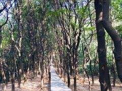 -火炉山森林公园