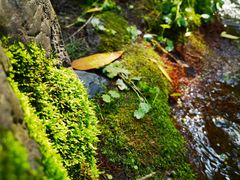 -云岫谷游猎自然风景区