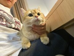 -猫大福·Fortune Cat猫舍(百子湾店)