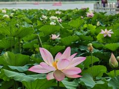-莲花池公园